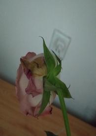 渣女的惩罚GL