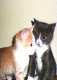 娇小姐与守财奴番外免费阅读